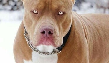 Pitbull