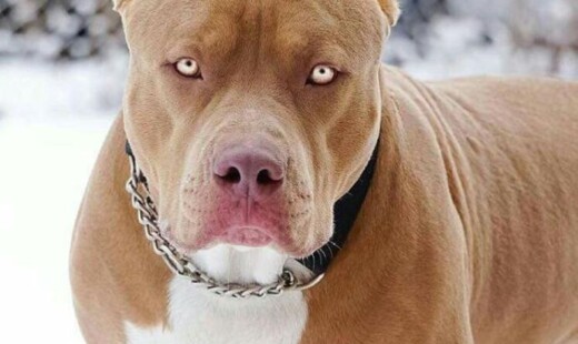 Pitbull
