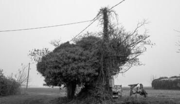 Soundtrack for falling trees 