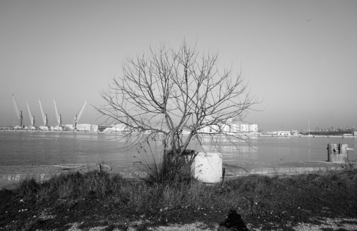Come un albero solo