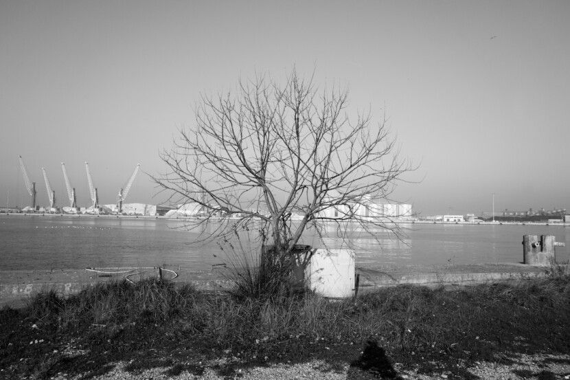 Come un albero solo