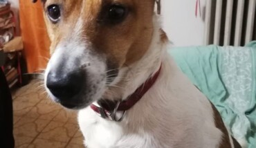 Jack Russell
