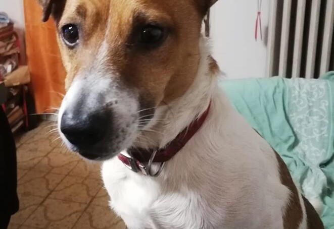 Jack Russell