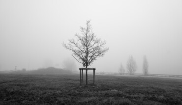 Soundtrack for falling trees 