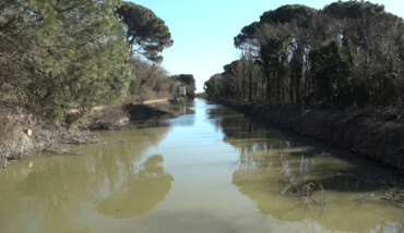 Pineta San Vitale Canale Cerba