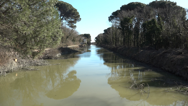 Pineta San Vitale Canale Cerba