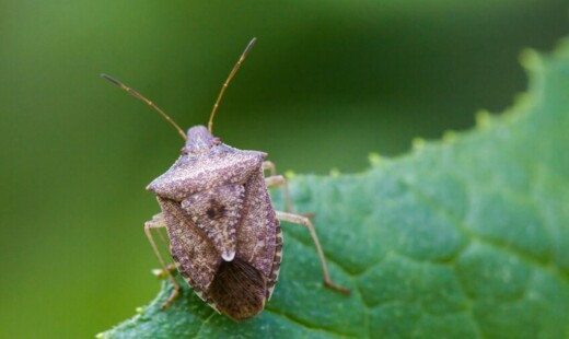 Cimice Asiatica 1262x631
