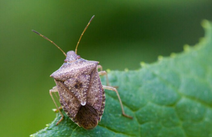 Cimice Asiatica 1262x631