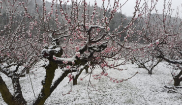 Gelate alberi da frutto