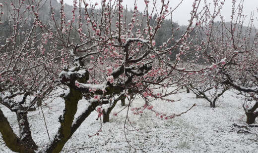 Gelate alberi da frutto