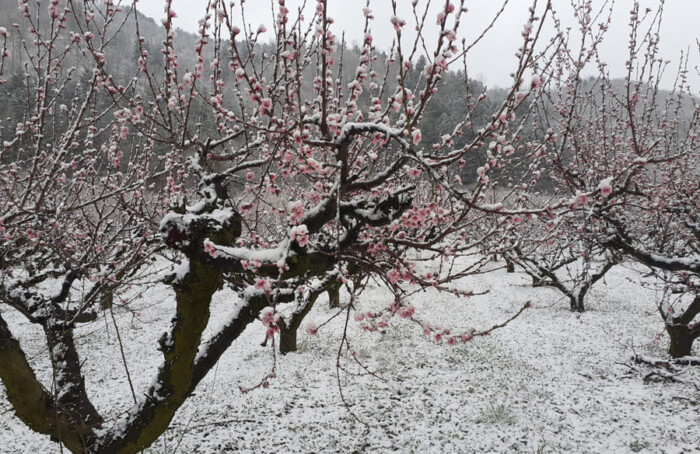 Gelate alberi da frutto