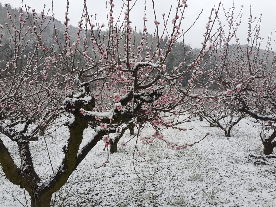 Gelate alberi da frutto