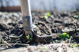 Agriculture Backyard Blur Close Up 296230