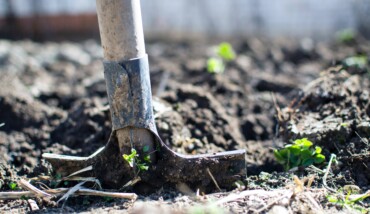 Agriculture Backyard Blur Close Up 296230