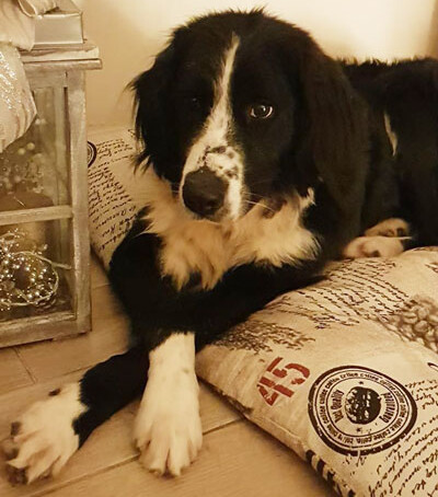 Cane Kobi
