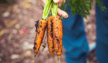 Healthy Dirty Agriculture Harvest 1268101