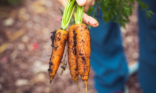 Healthy Dirty Agriculture Harvest 1268101