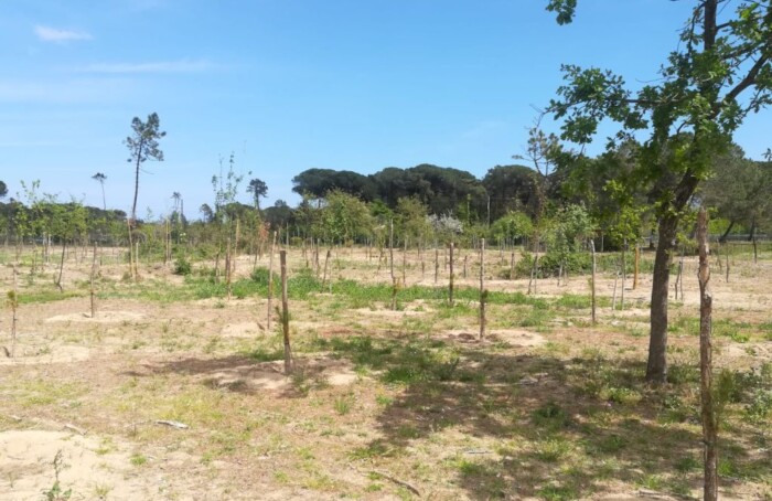 La pineta di Cervia