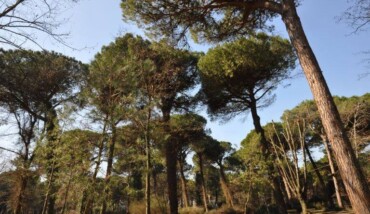 Parco Naturale Cervia