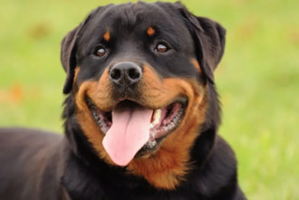 Rottweiler