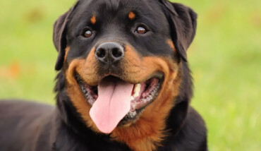 Rottweiler