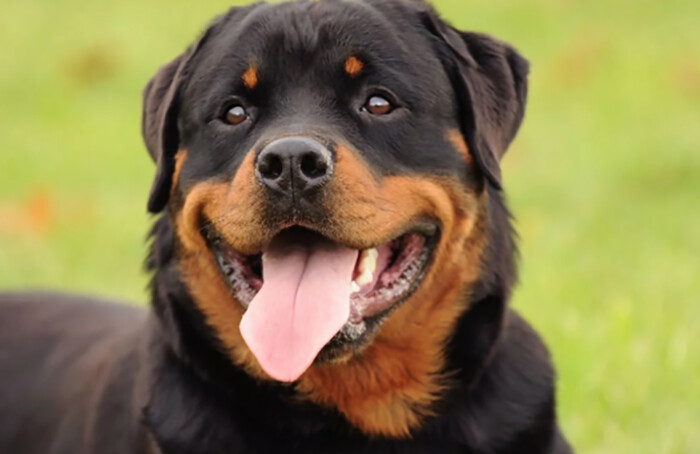 Rottweiler