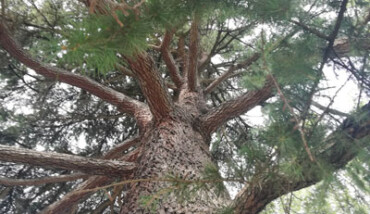 Albero Giardini