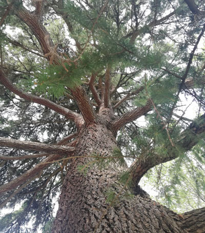 Albero Giardini