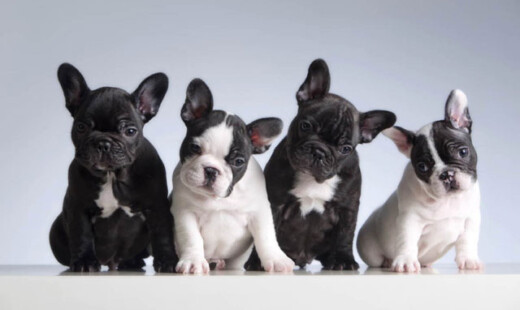 Bulldog Francese