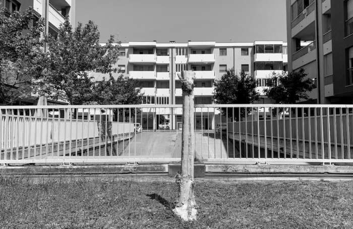 Come un albero solo