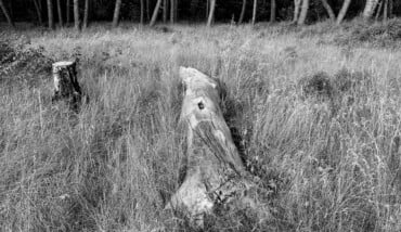 Soundtrack for falling trees