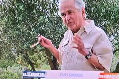 Ivo Sassi