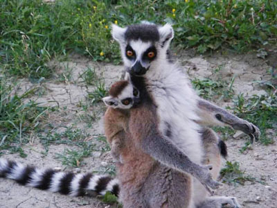 Lemuri Zoosafari