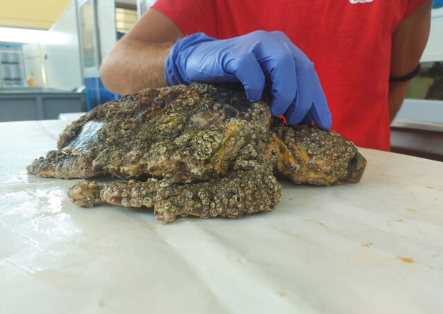 Tartaruga Spiaggiata