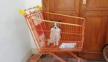Cagnolino Abbandonato