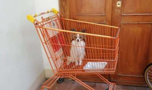 Cagnolino Abbandonato