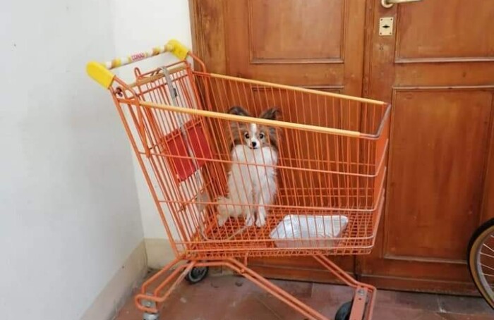 Cagnolino Abbandonato