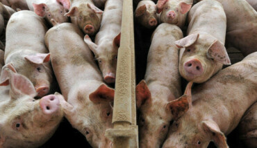 5454210 1123 Peste Suina News