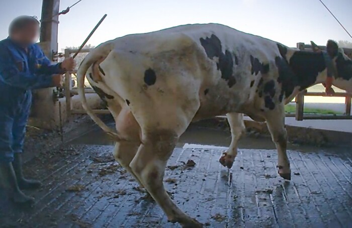 Essere Animali Mucche