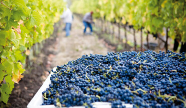 Vendemmia 2020