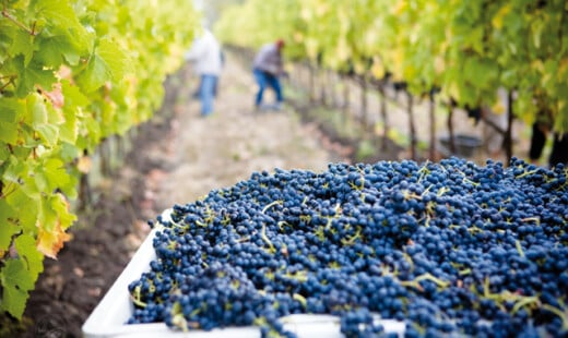 Vendemmia 2020