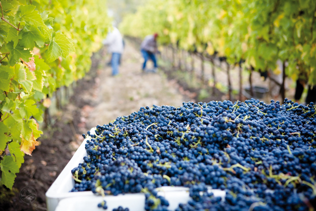 Vendemmia 2020