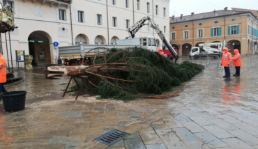 75%albero Abete Rosso