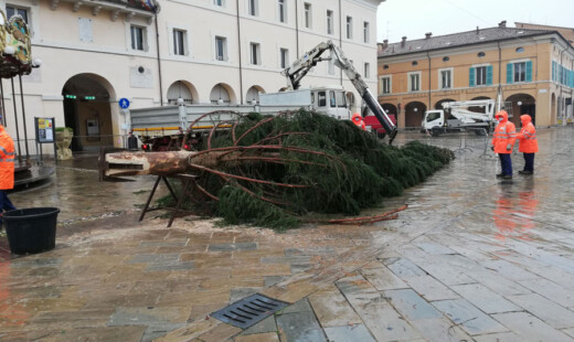 75%albero Abete Rosso