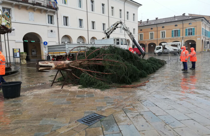 75%albero Abete Rosso