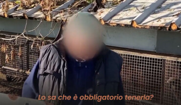 Allevatore San Marco Video Essere Animali