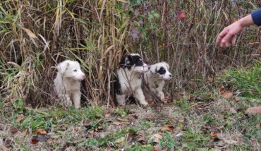 cuccioli casola valsenio