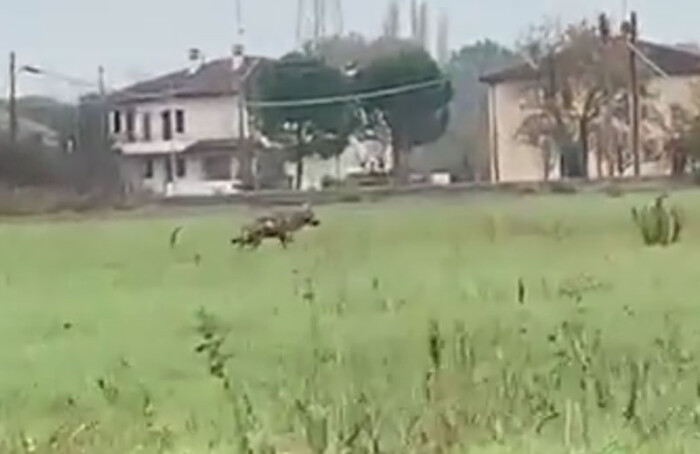 Lupo Faenza