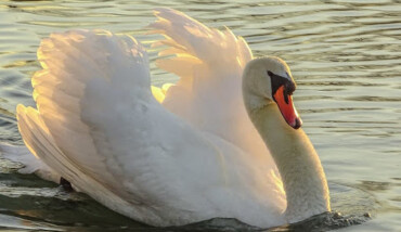 Cigno Reale
