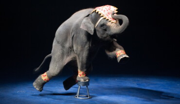Elefante Circo